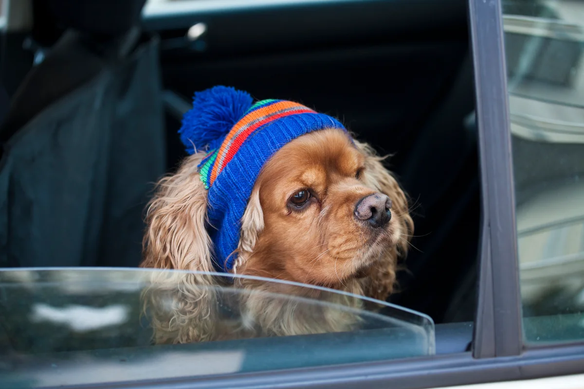 cocker spaniel wearing a winter hat