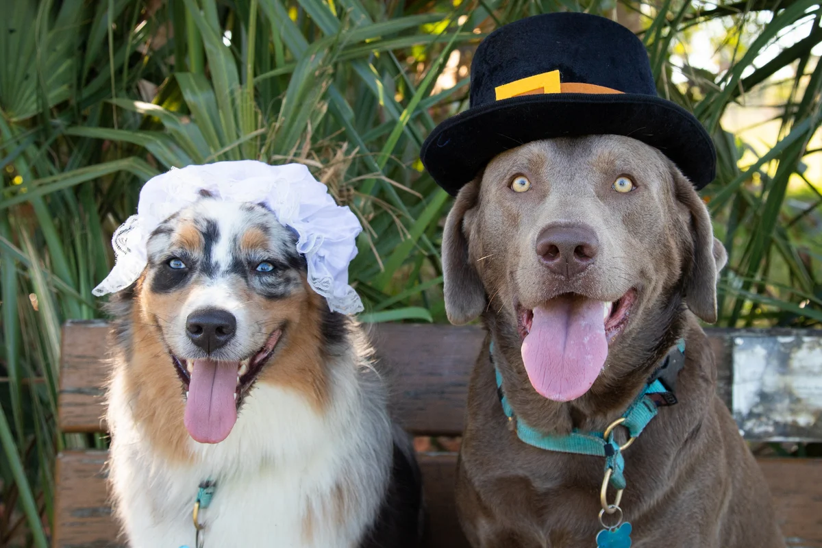 dogs in pilgrim hats