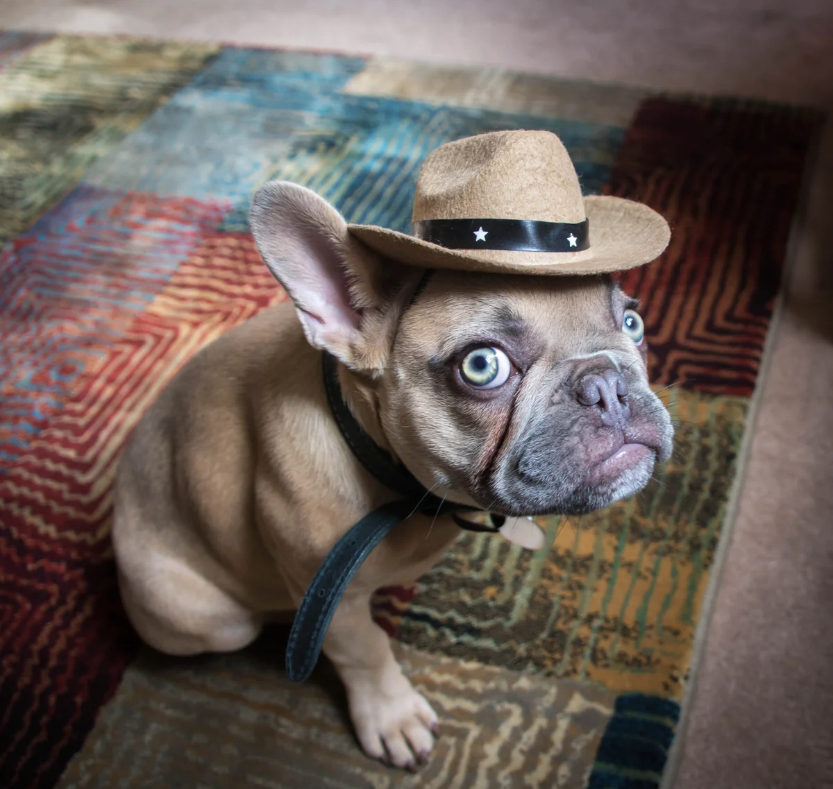 french bulldog in a cowboy hat