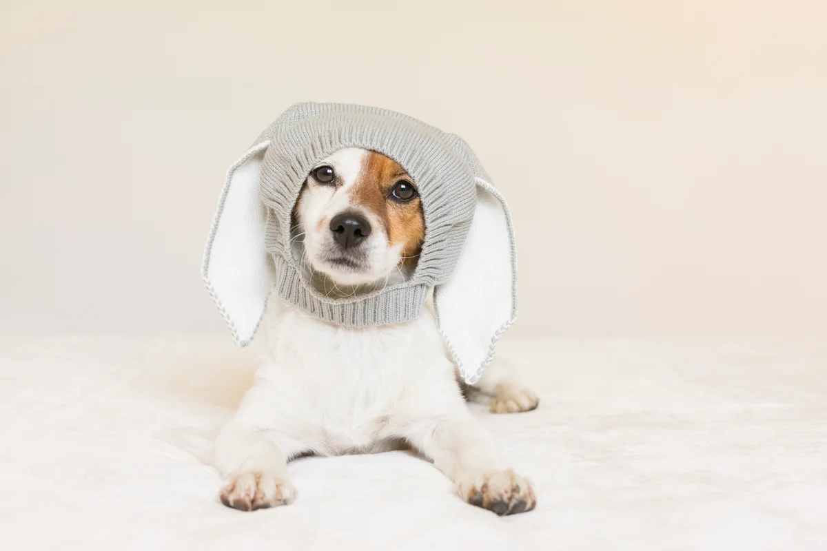 dog wearing a bunny hat