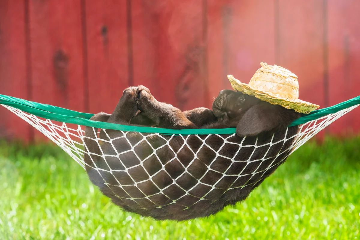 puppy in a hammock