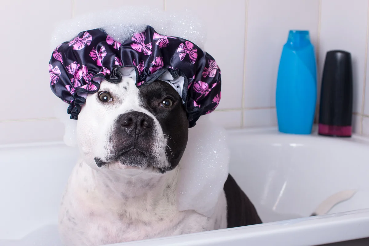 dog wearing a shower cap
