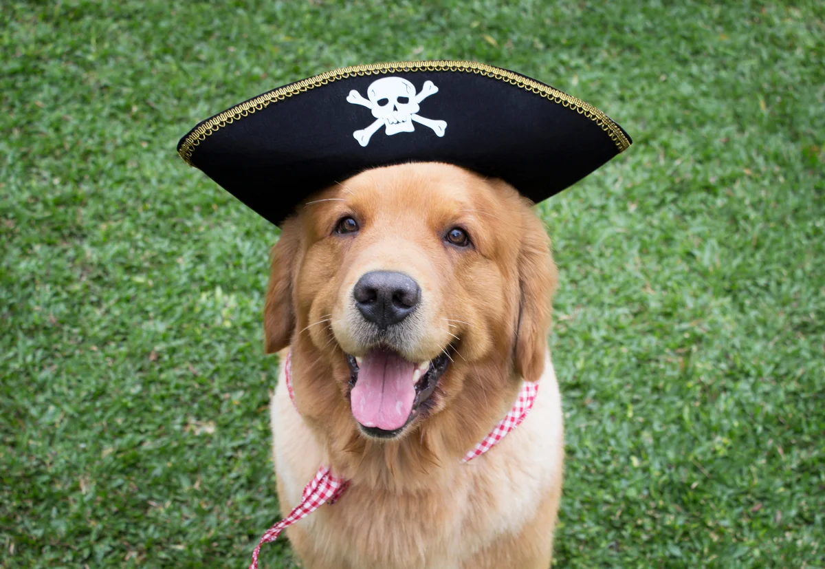 dog wearing a pirate hat