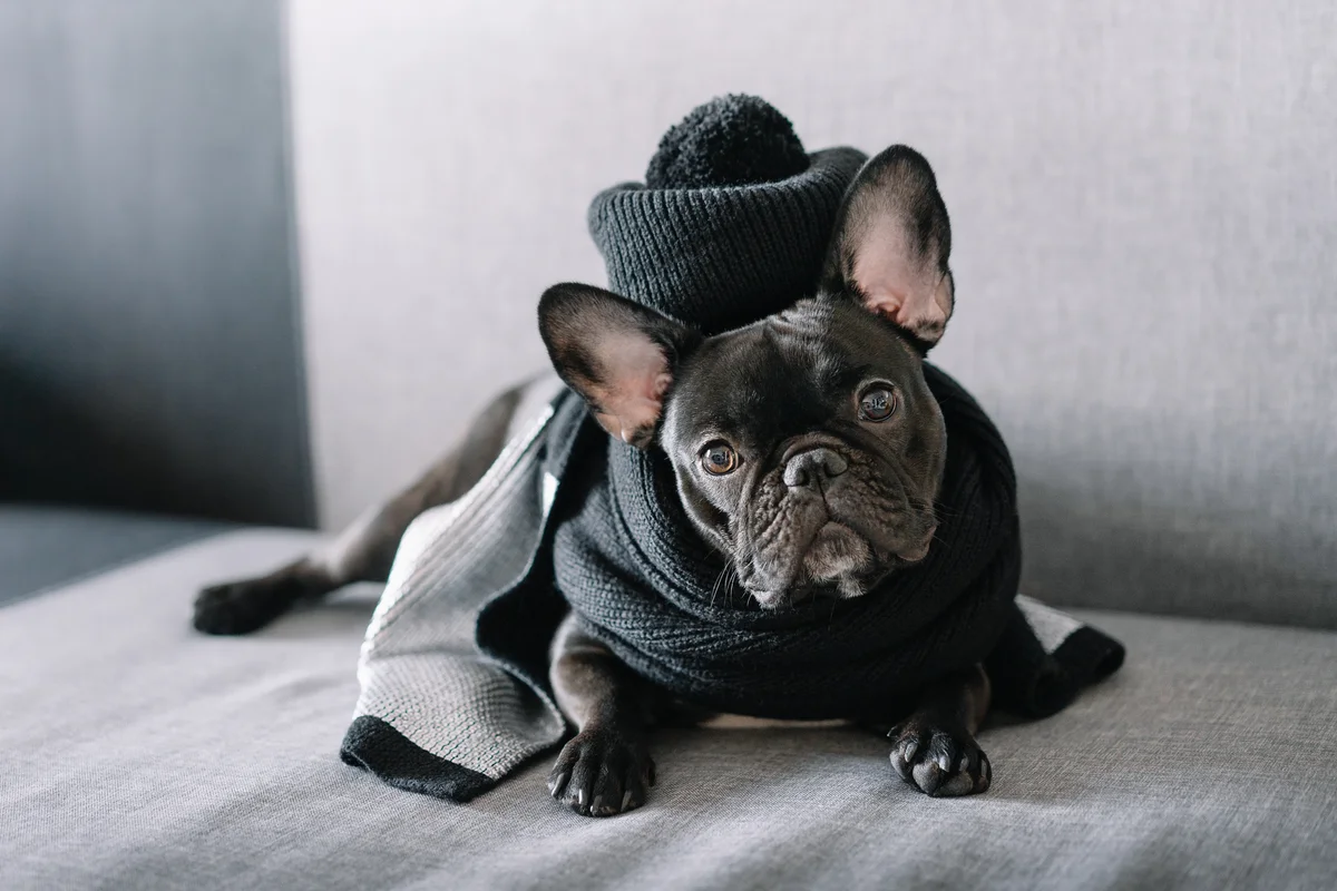 french bulldog in black hat and outfit