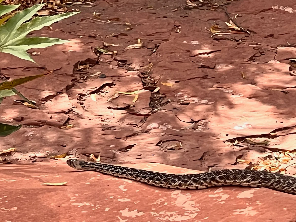 King snake