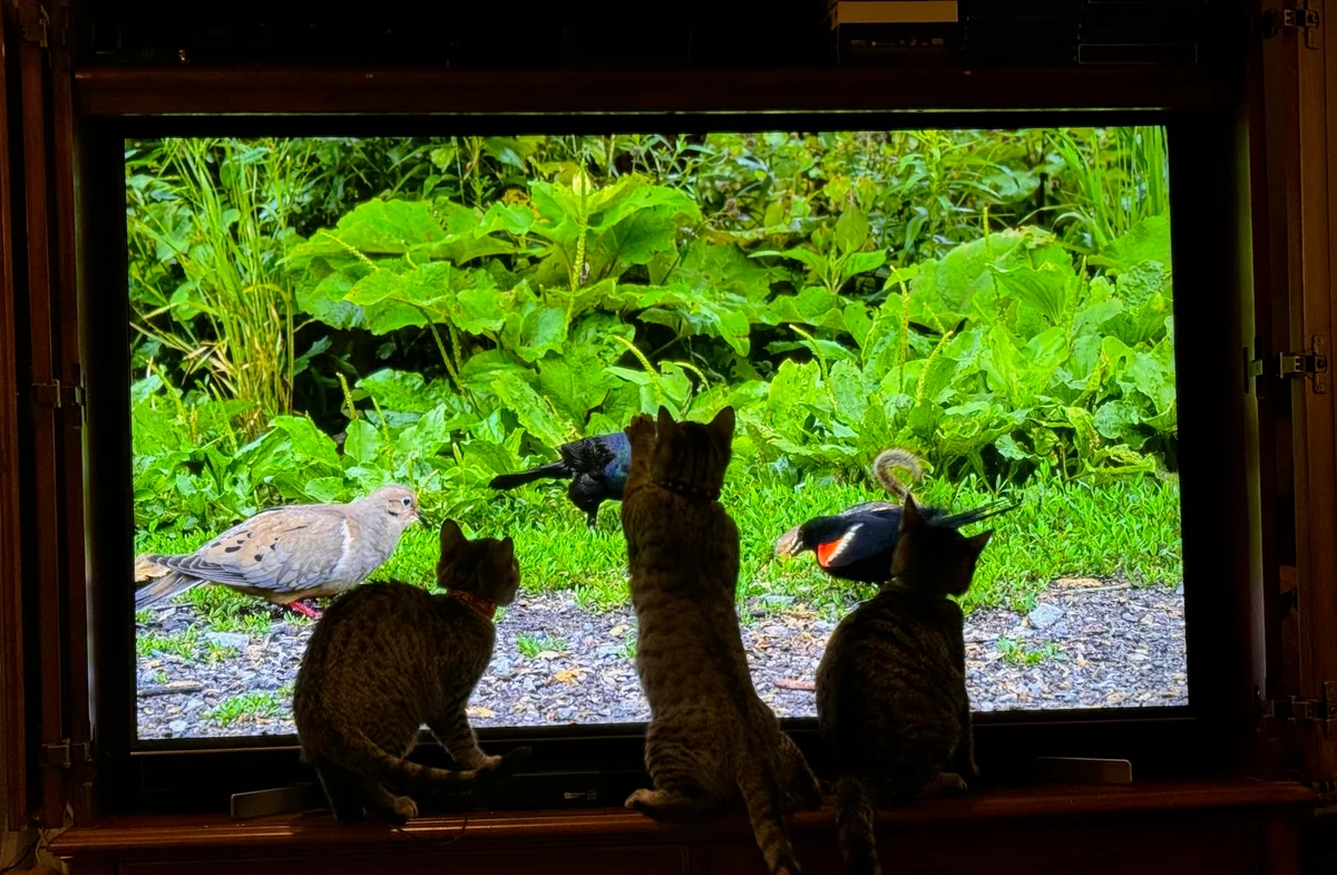 kittens watching TV