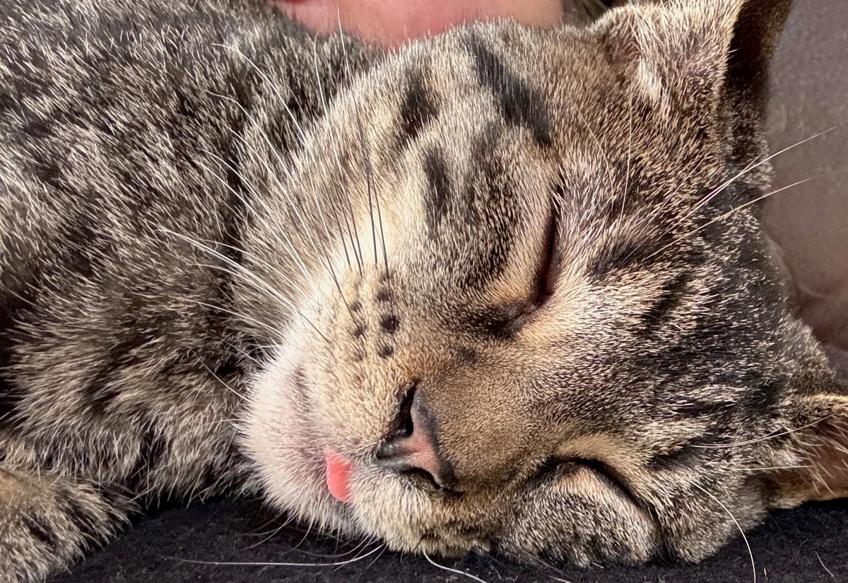 sleeping kitten