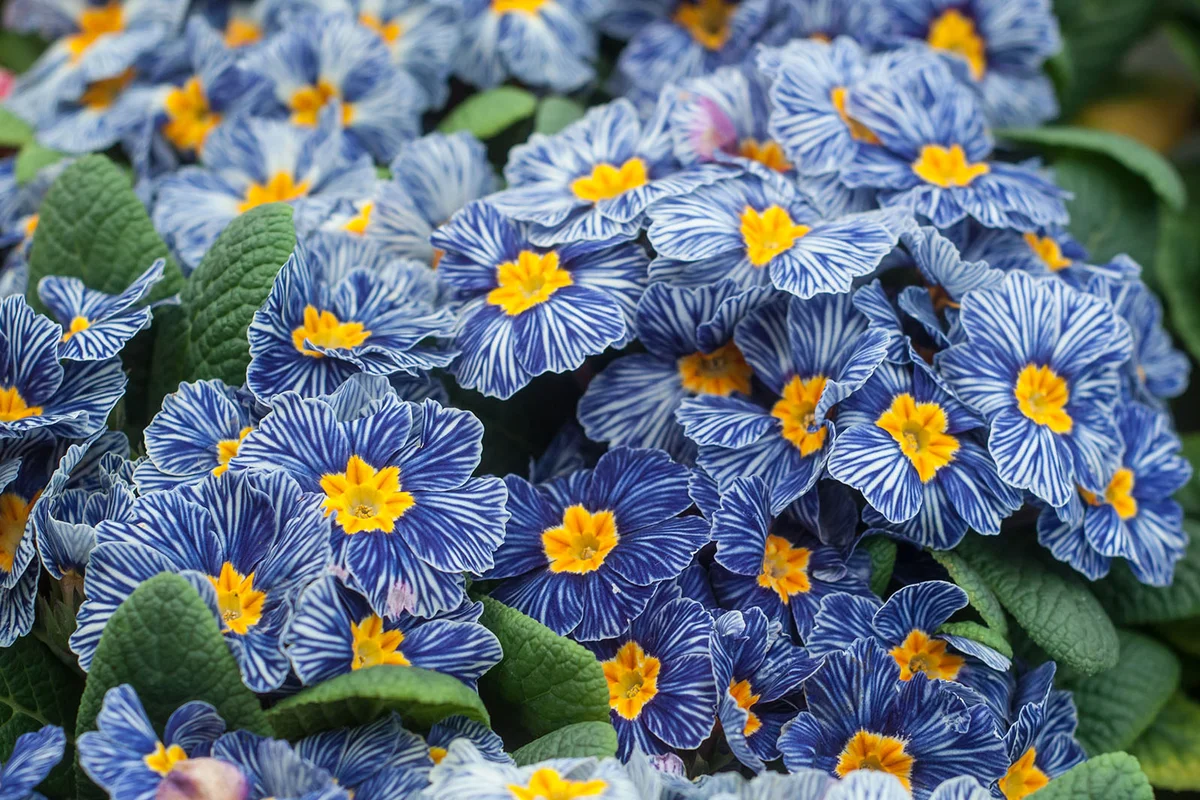 closeup of blue primrose in a greenhouse