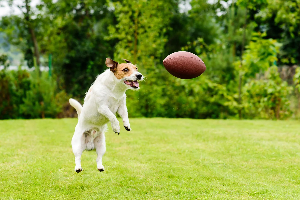 Leisure time at back yard with american football ball and pet