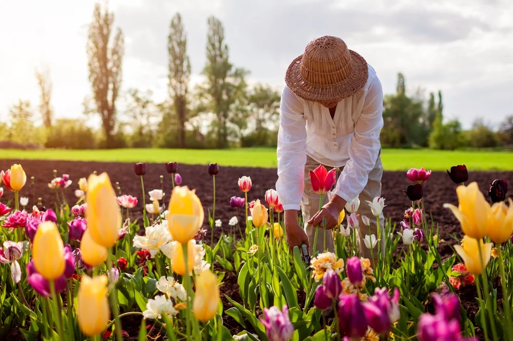 woman cutting flowers in the garden