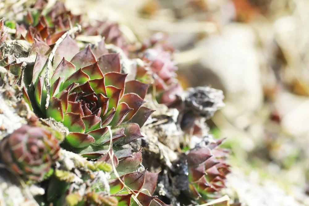 Hen and chick cactus closeup