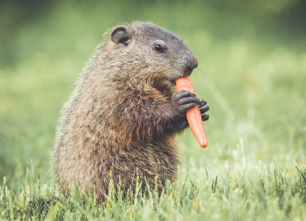 groundhog eating a carrot