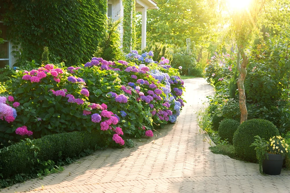Garden hydrangeas