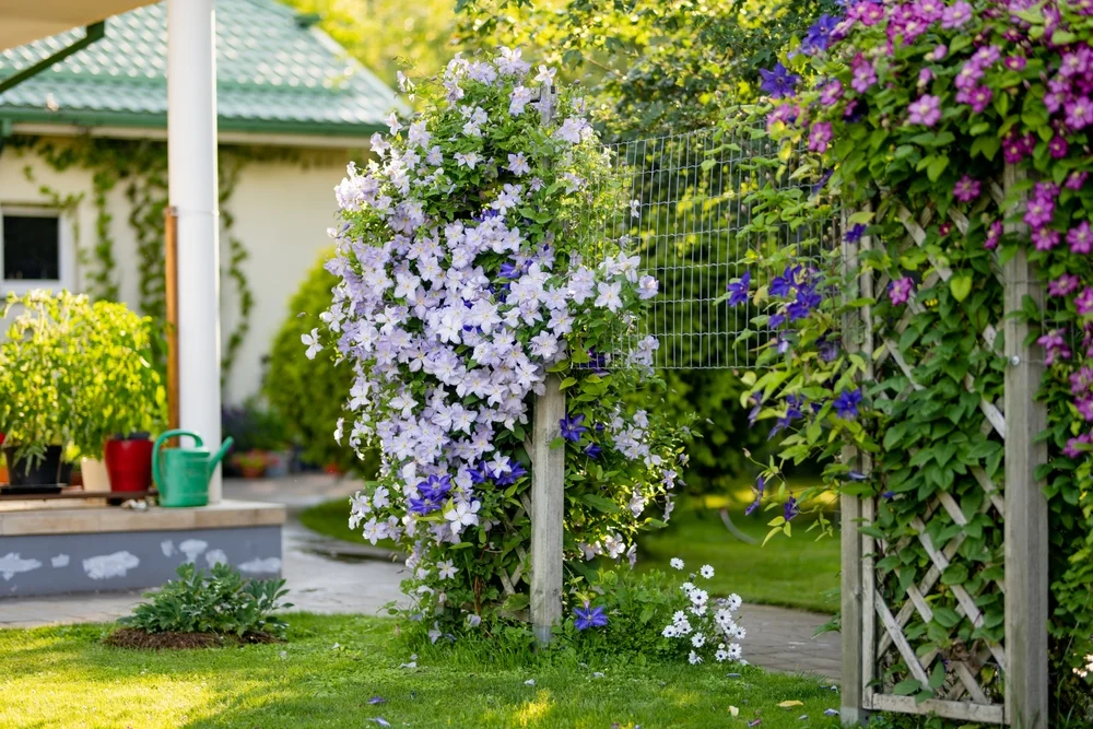 flowering clematis