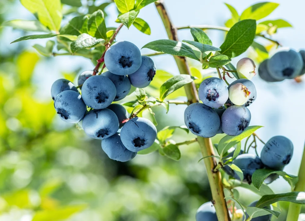 Blueberry bush