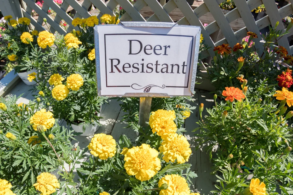 Deer-resistant marigolds