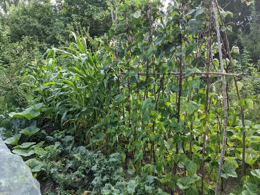 Staked pole beans