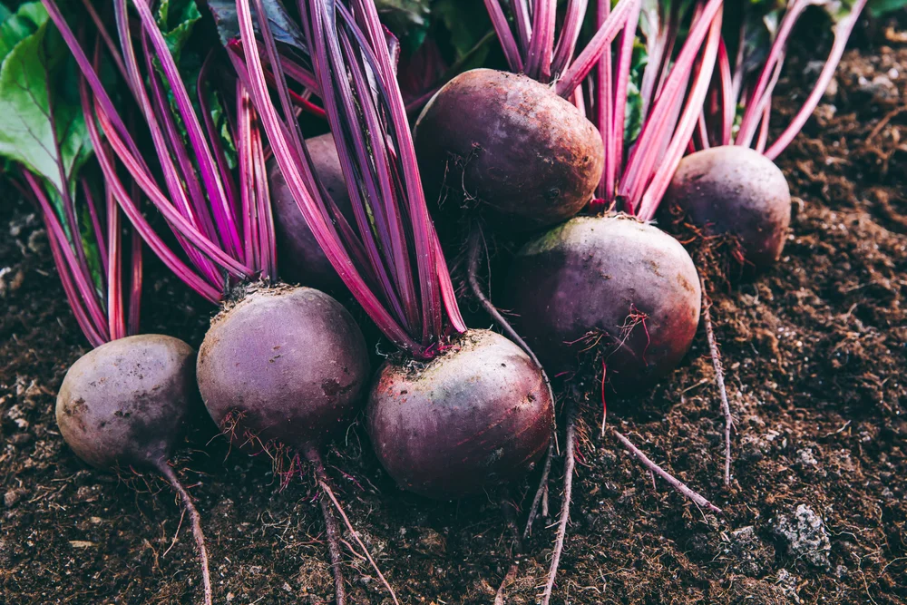 garden beets