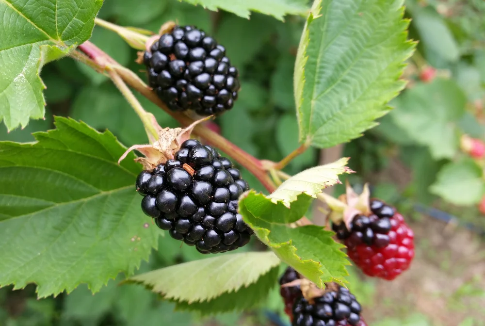 thornless blackberries