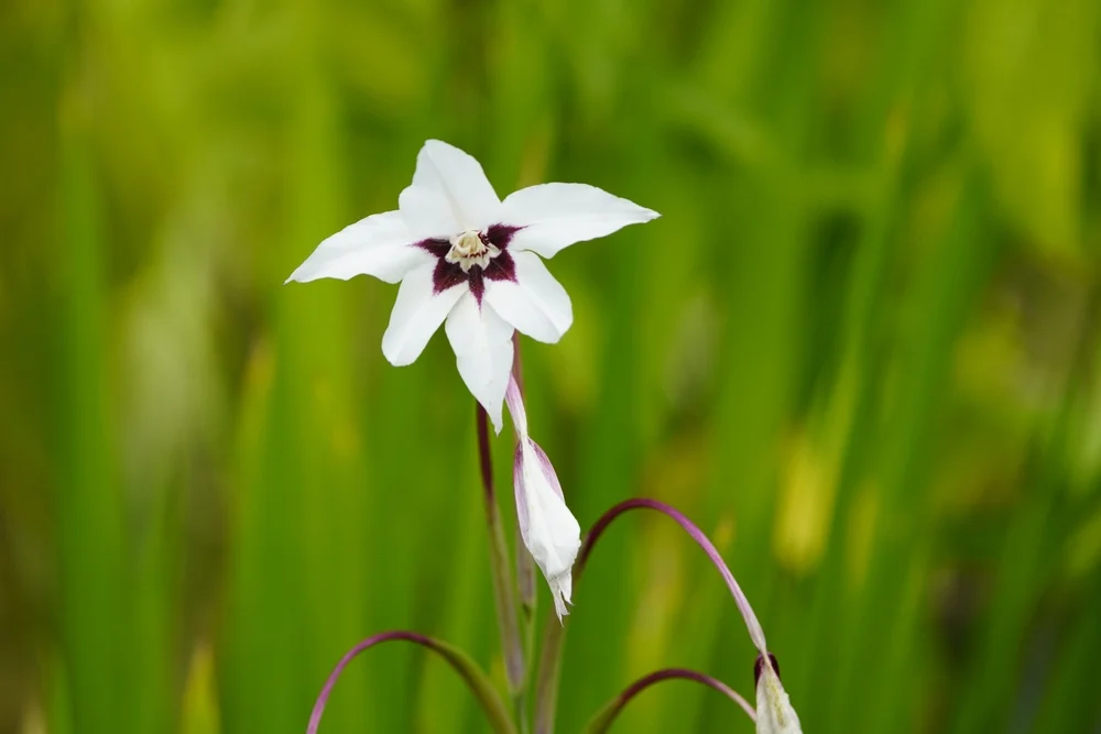 peacock orchid