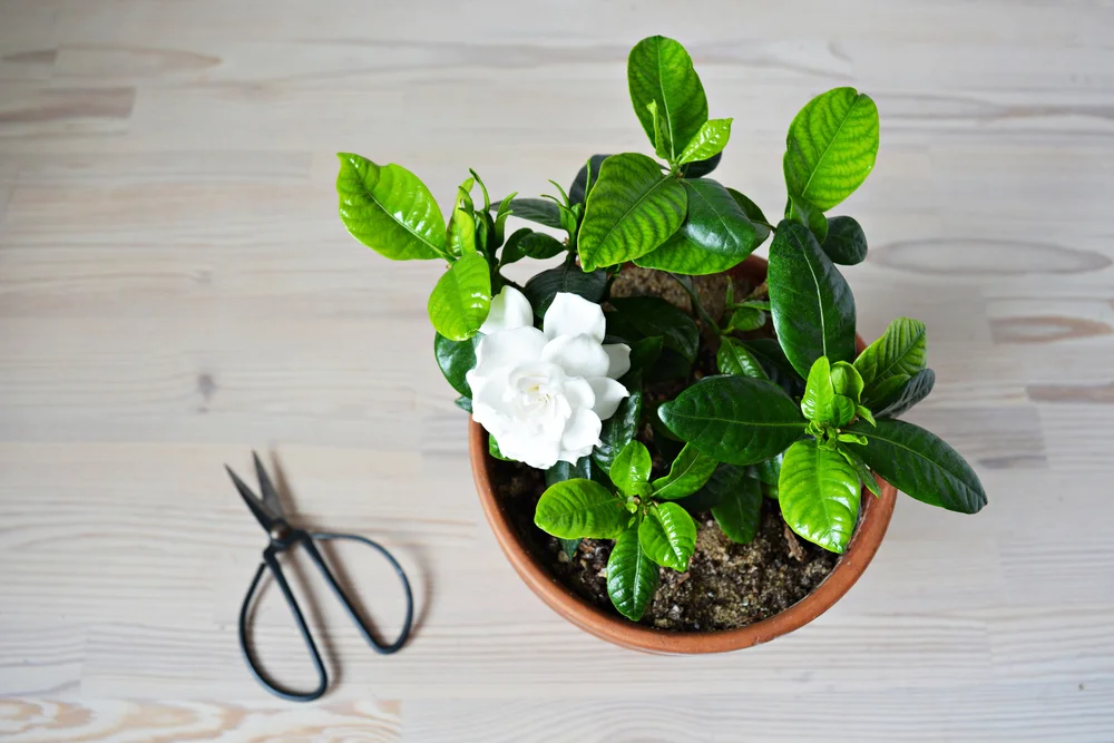 potted gardenia