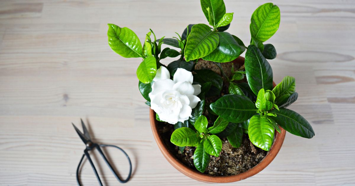 Mastering the Art of Indoor Gardenia Care