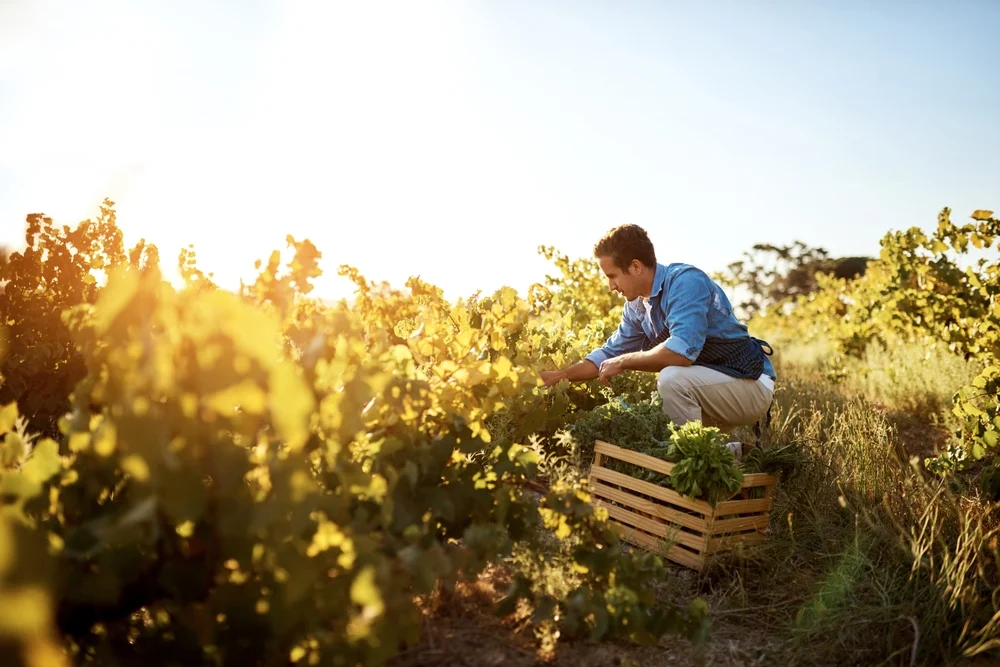 Man working in a vegetable garden