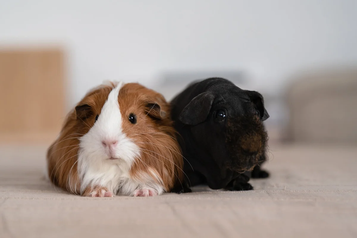 Cute pair of guinea pigs