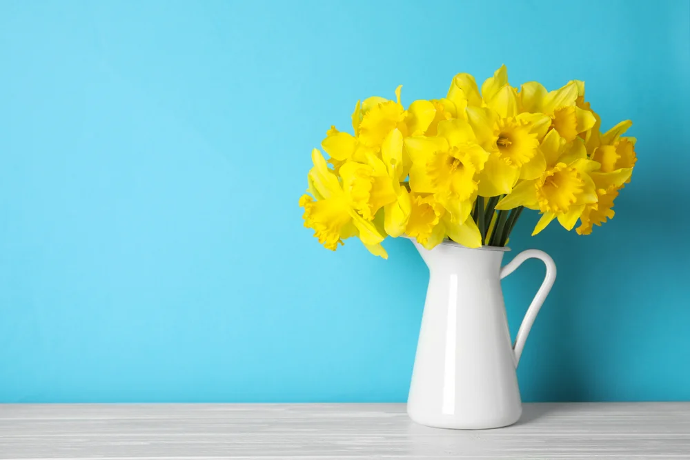 bouquet of daffodils in a white pitcher
