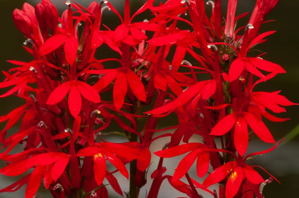 cardinal flower