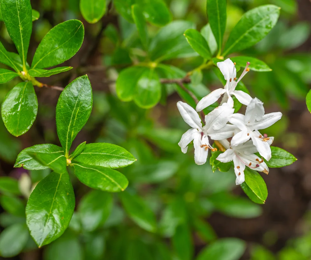 swamp azalea closeup