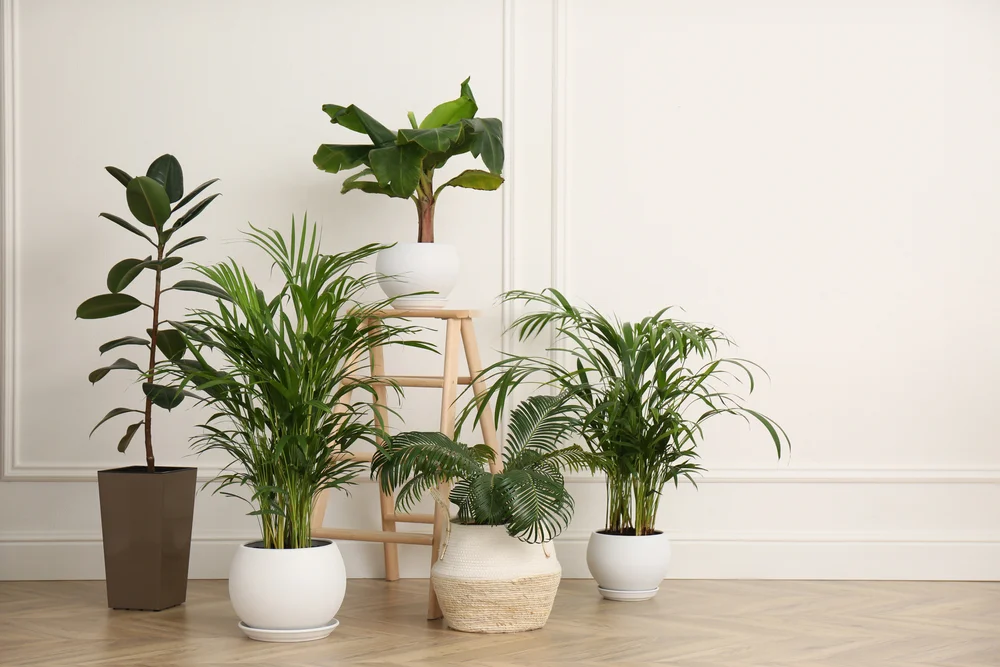 grouping of plants