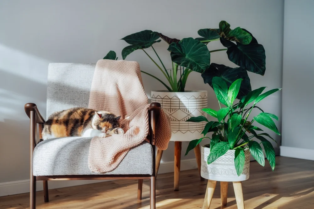 Plants in a beam of sunlight