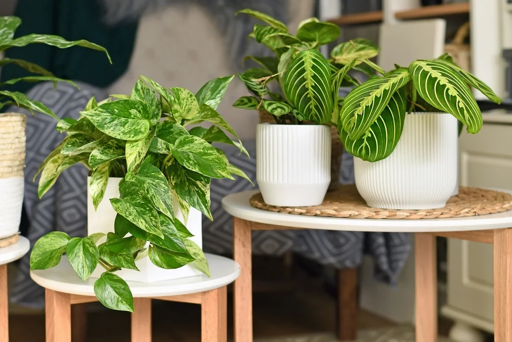 Prayer plant and a pothos