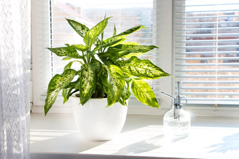 Dieffenbachia