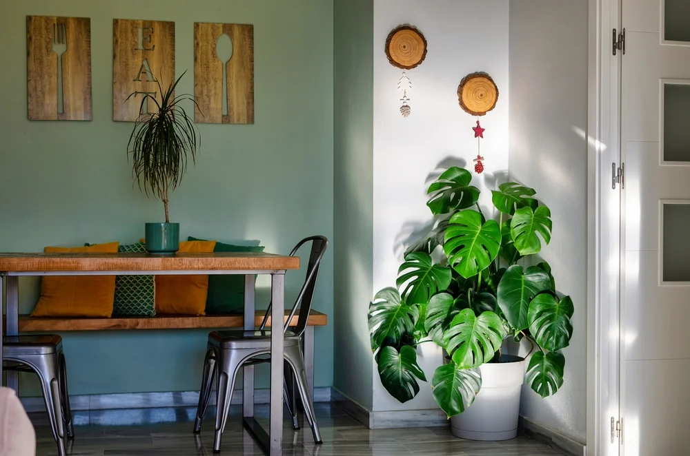 Monstera