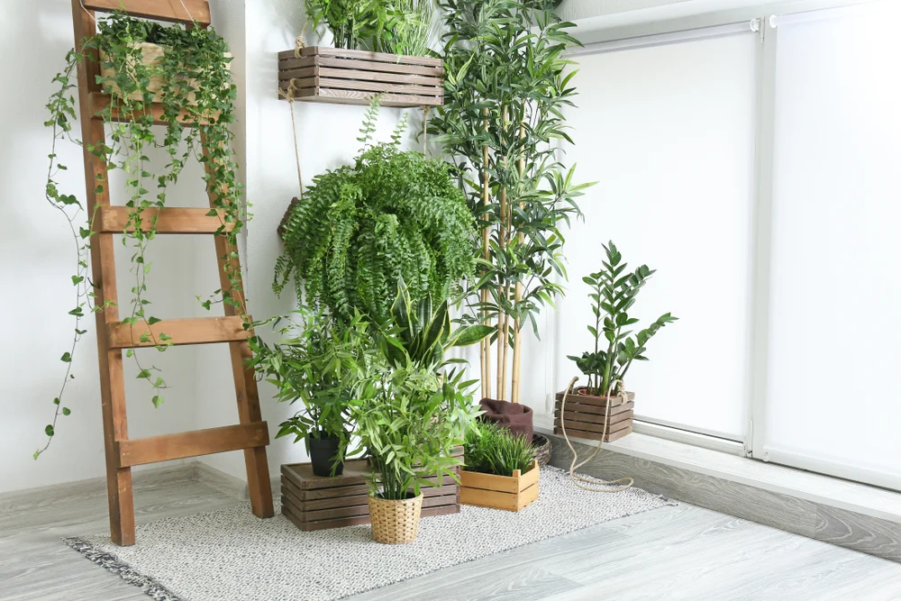 cascading plant