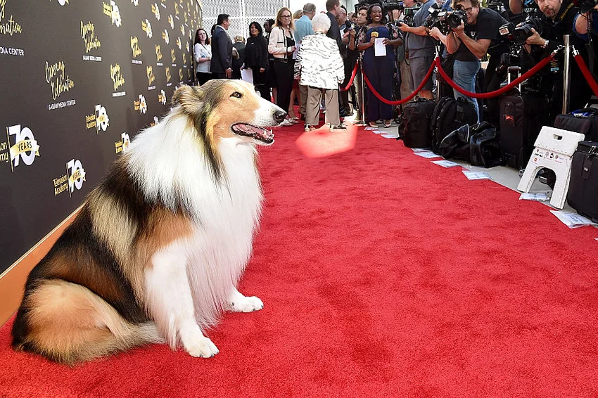 Lassie attends the Television Academy's 70th Anniversary Gala