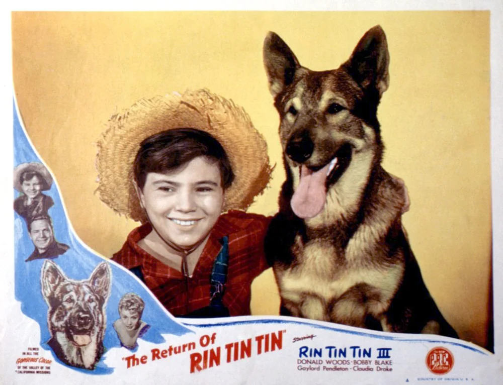 The Return Of Rin Tin Tin