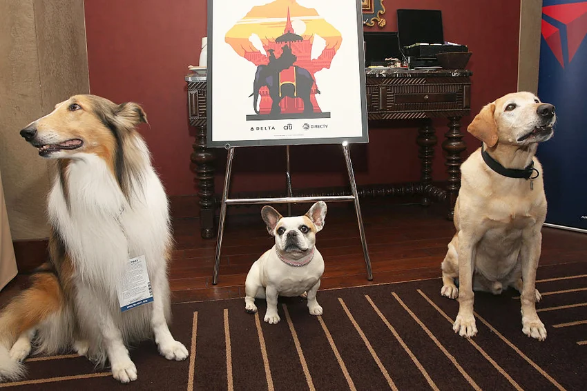 TV dogs at the TCM Classic Film Festival