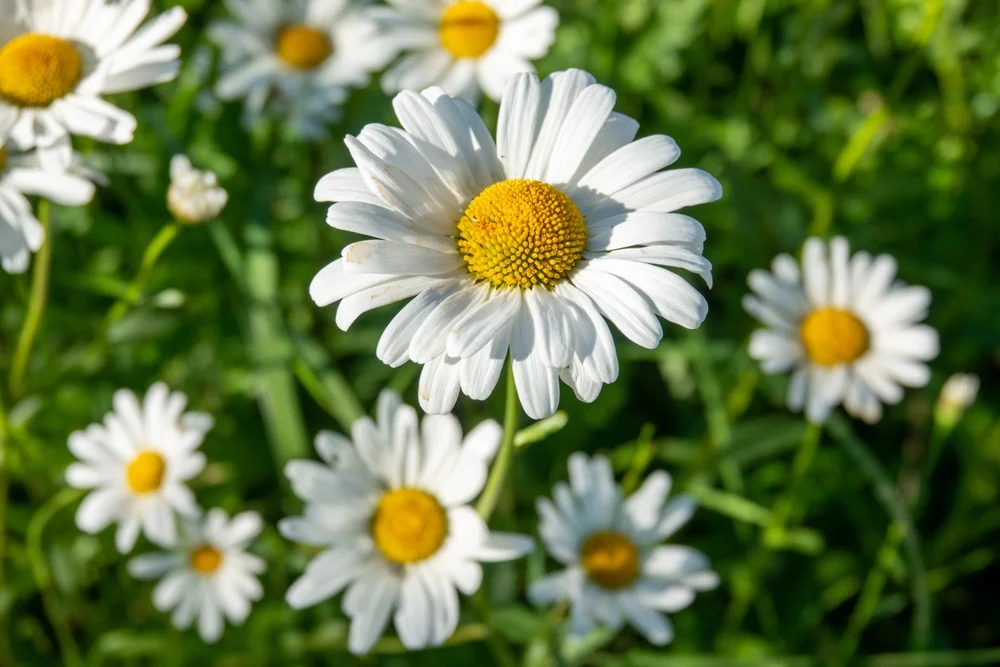 Shasta daisies