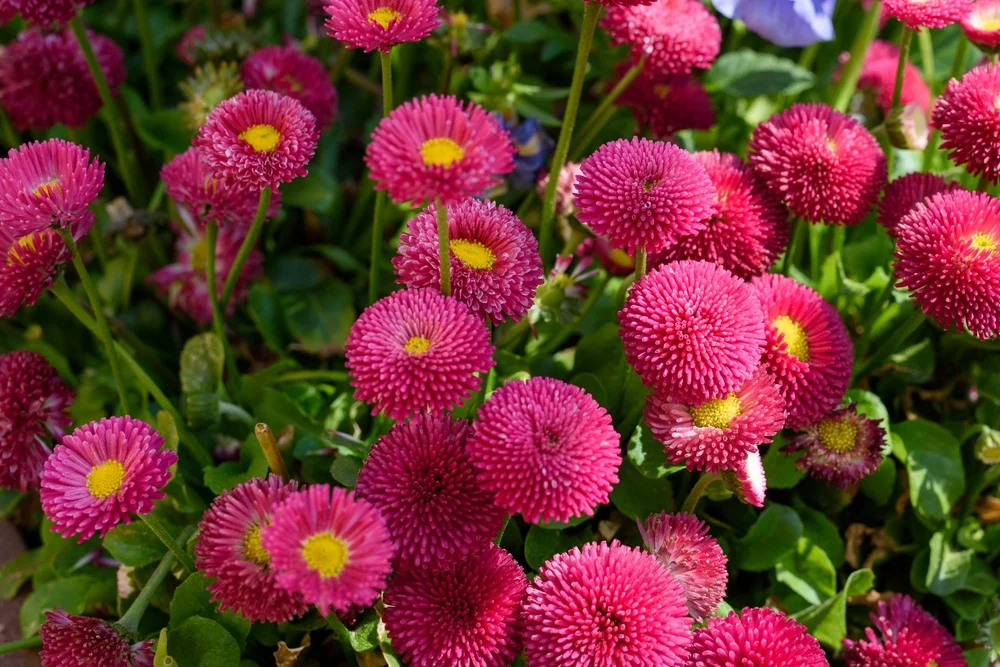 English daisies