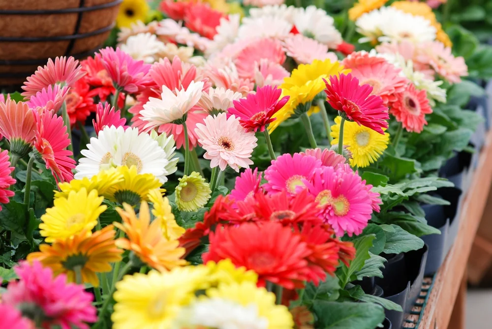 gerbera daisies