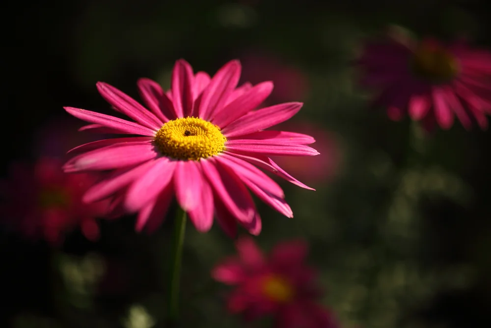 painted daisy
