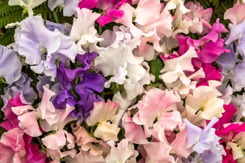 sweet peas