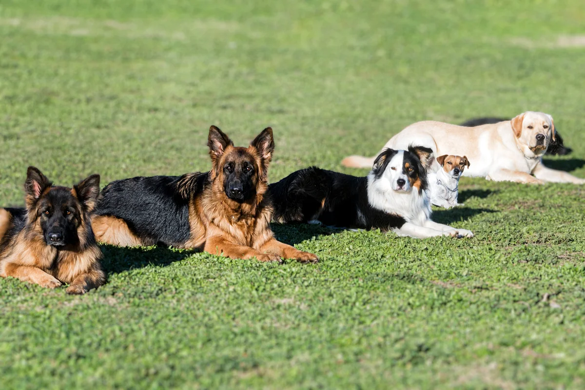 Training of obedience for dogs