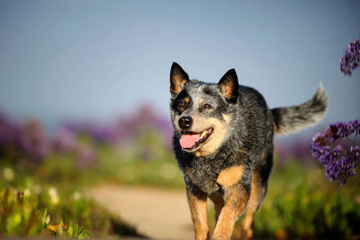 Australian Cattle Dog Running on field