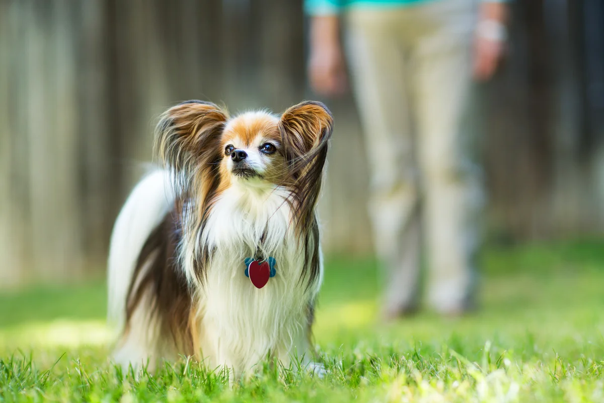 A papillon breed dog stands proudly on a green lawn