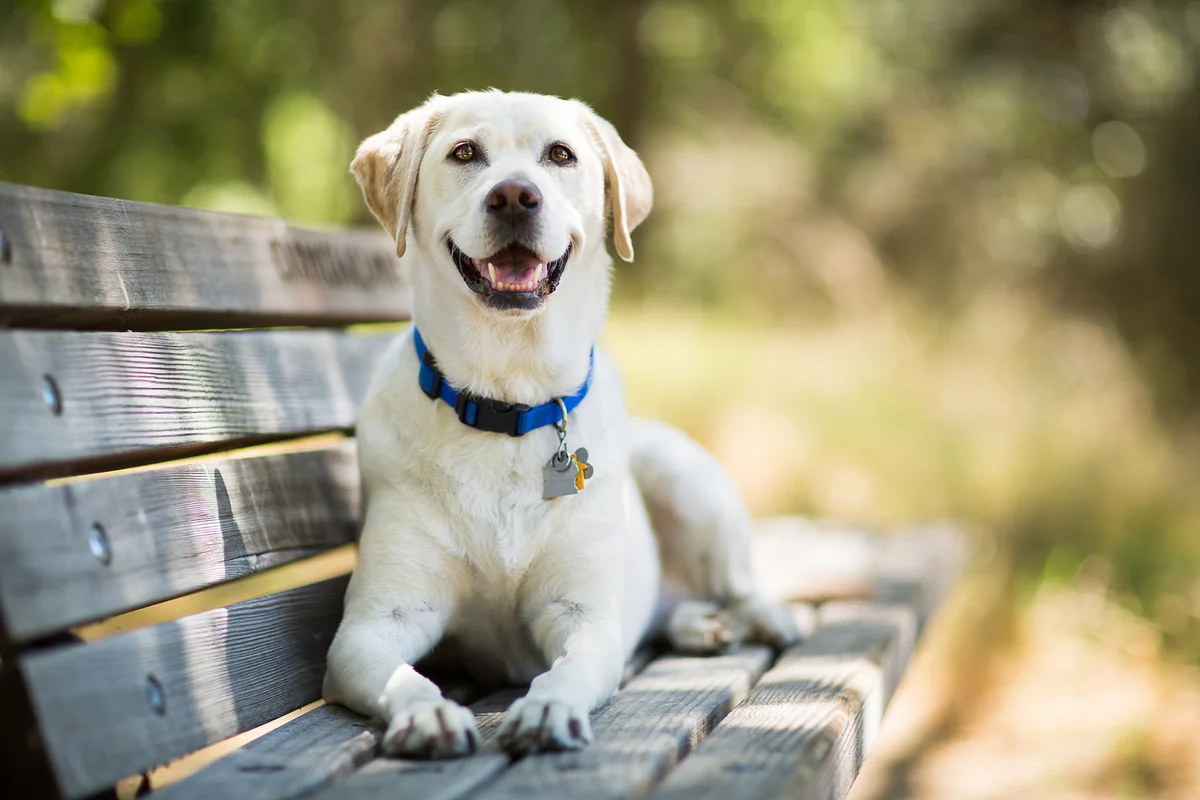 Labrador Retriever Dog Smiles on Bench Outdoors