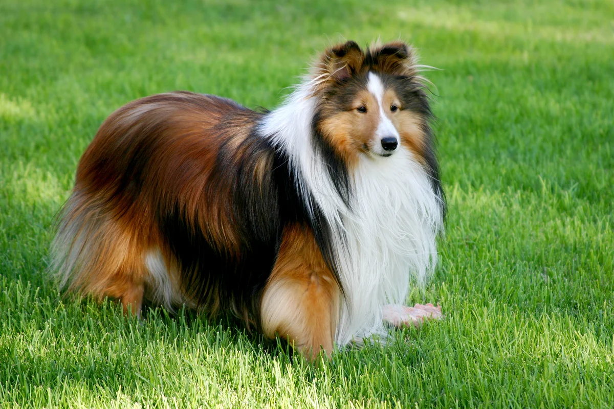 Shetland Sheepdog outdoors in a grass field